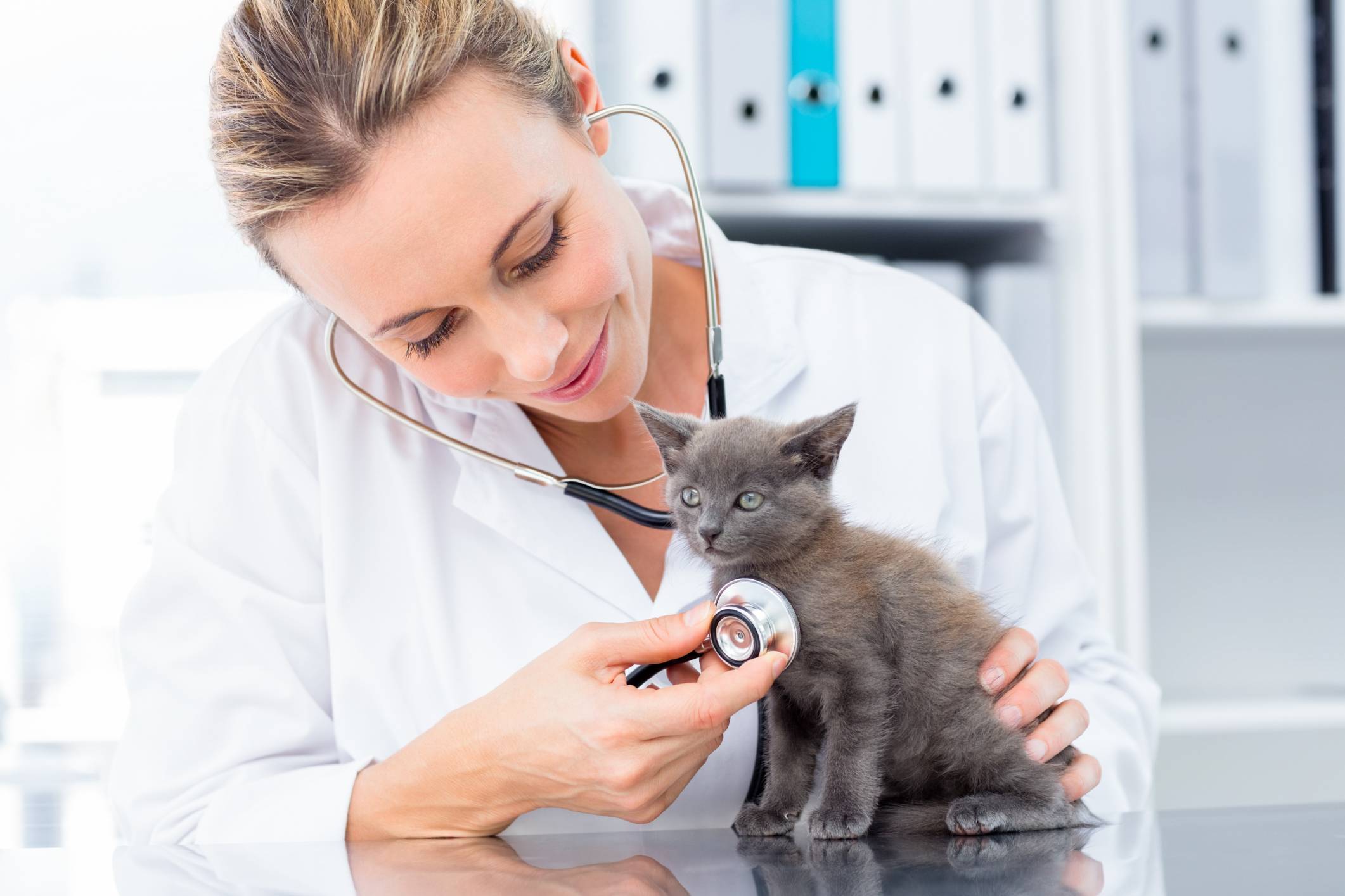 Klinik dokter hewan wajib dikunjungi jika hewan sakit