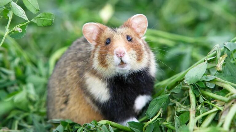 Peternak hamster wajib mengetahui ciri ciri hamster hamil