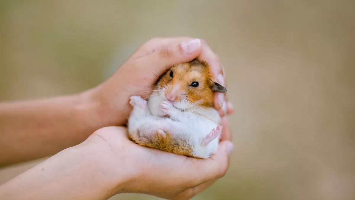 Ada beberapa ciri ciri hamster stress yang wajib diketahui
