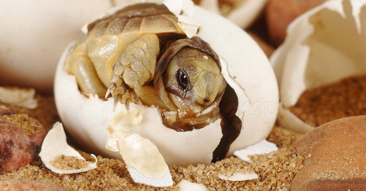 Ciri-ciri telur kura kura yang bagus penting diketahui