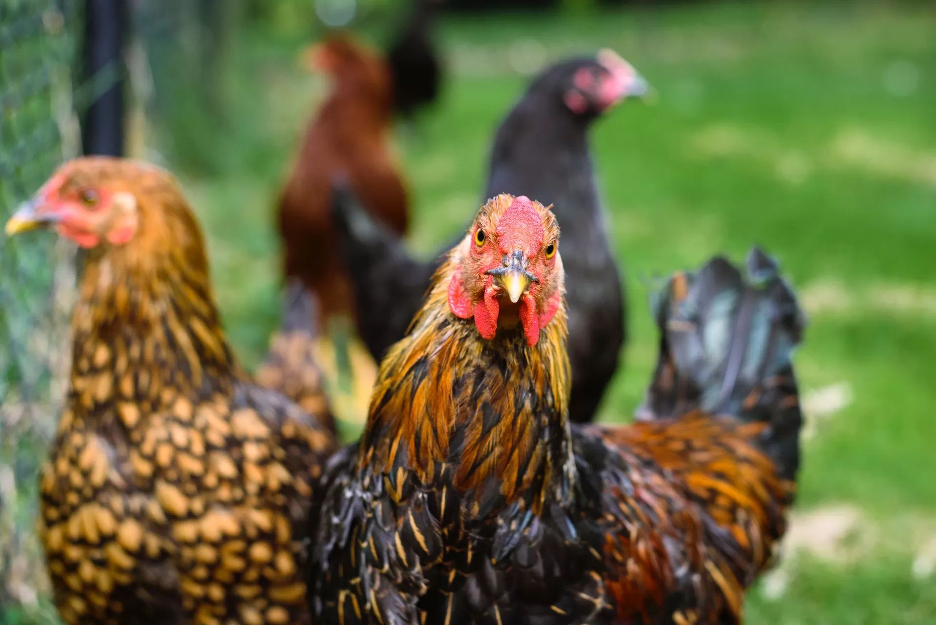 Banyak jenis ayam kampung yang wajib diketahui peternak ayam kampung
