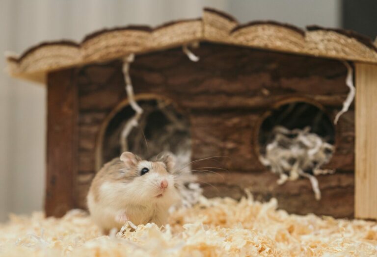 cara membuat kandang hamster bisa dilakukan sendiri dengan mudah