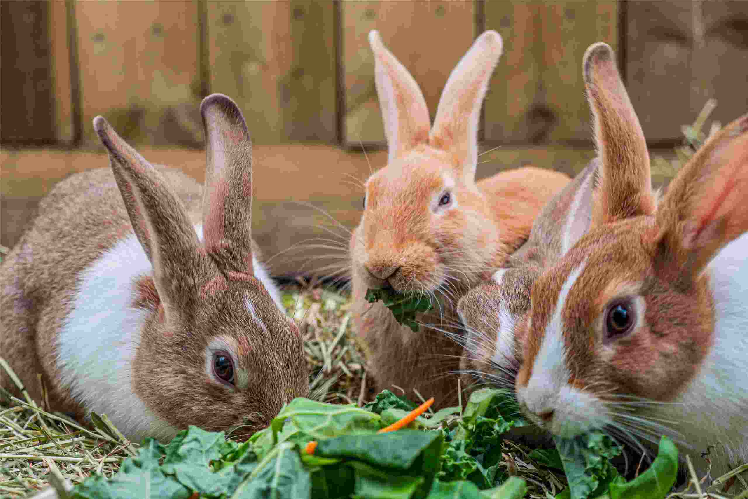Jenis kelinci pedaging biasanya mempunyai tubuh yang lebih besar dan gempal dibandingkan kelinci hias
