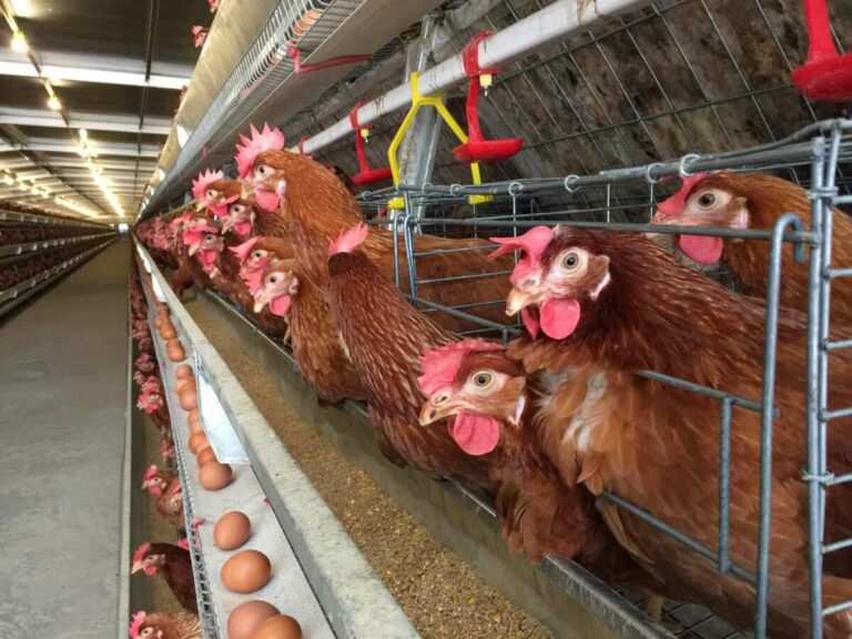 ada banyak sekali mode kandang ayam yang bisa dipilih oleh peternak