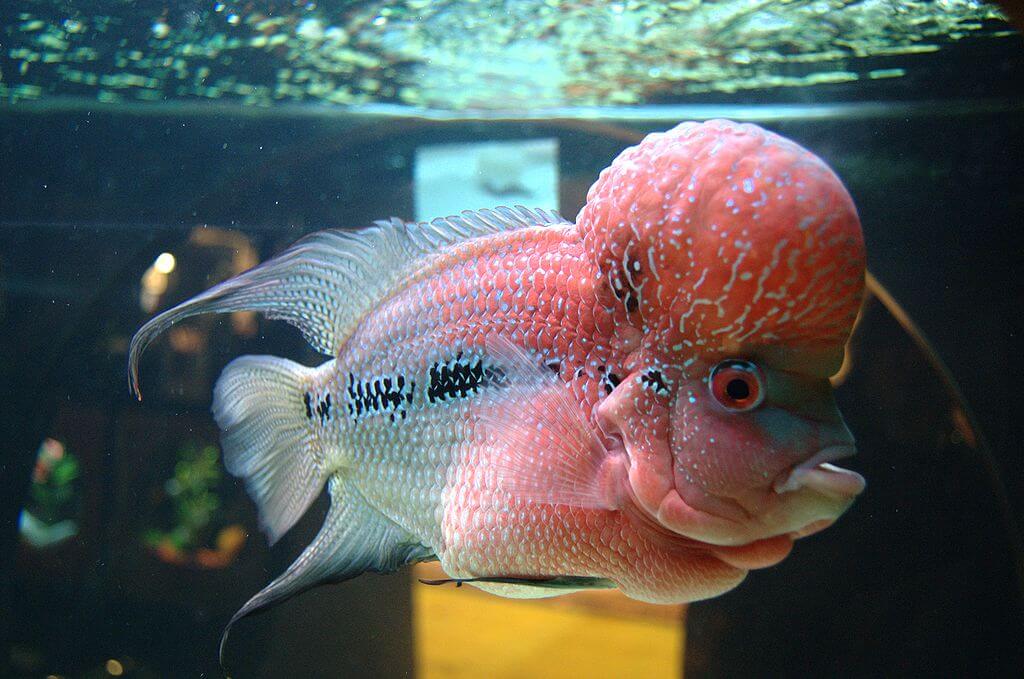 Ikan louhan membutuhkan akuarium dengan ukuran yang sesuai dengan besar tubuhnya