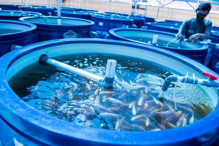 Teknologi sistem resirkulasi sering digunakan untuk pembesaran ikan
