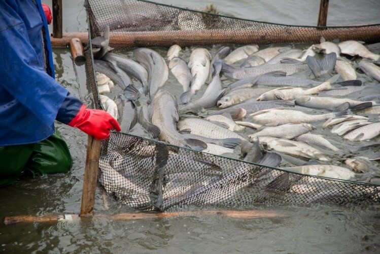 ikan adalah sumber pangan yang memiliki permintaan tinggi