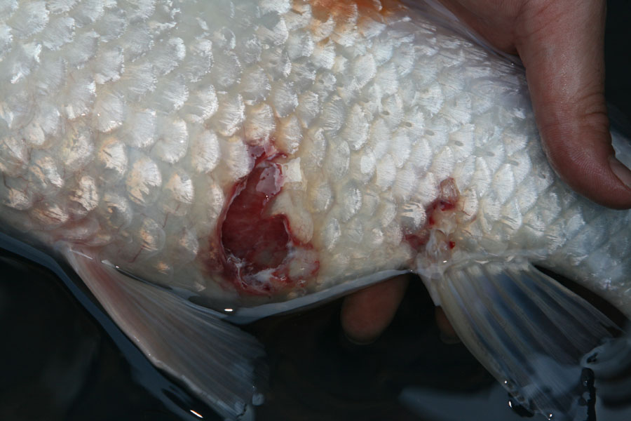 Cara mengobati ikan luka dengan mengamati luka terlebih dahulu
