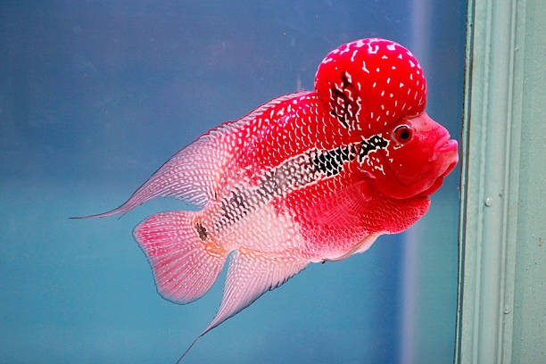 Jenis ikan Louhan yang pertama bernama Super Red Dragon yang biasa disebut dengan singkatan SRD