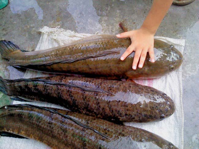 Ciri-ciri ikan gabus bisa dilihat dari ukurannya