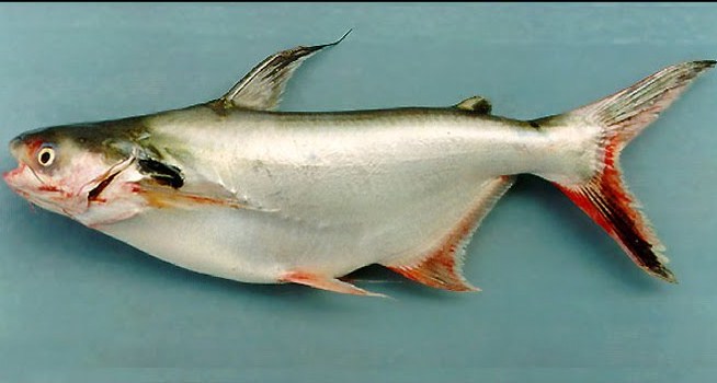 Ikan patin pasupati adalah hasil persilangan dari patin siam betina dengan patin jambal