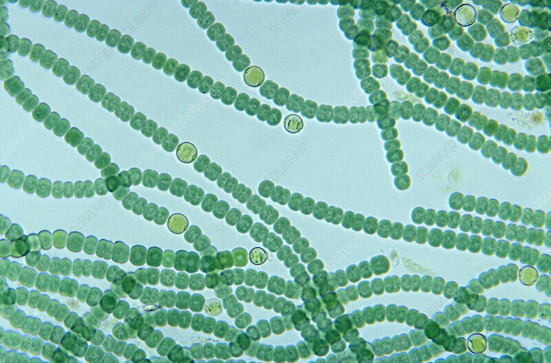 blue green algae bisa membahayakan pertumbuhan udang karena bisa menghasilkan racun berbahaya serta bisa merusak jaringan hepatopankreas