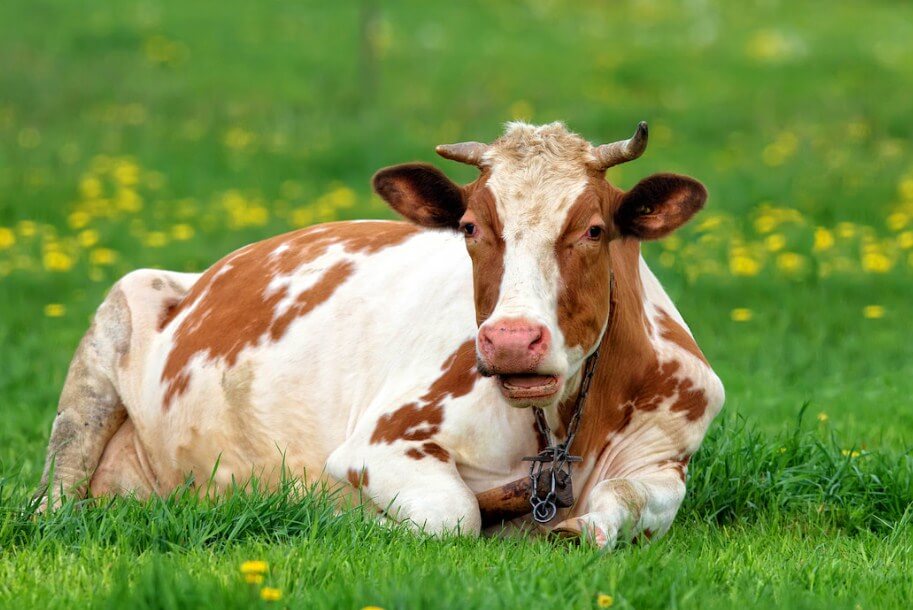 salah satu ciri sapi sedang hamil adalah tubuhnya yang cenderung terlihat lebih lemah dari biasanya
