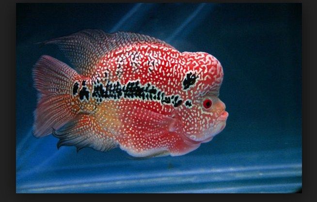 Ciri khas dari ikan Louhan Kamfa adalah corak yang dominan berwarna merah cerah