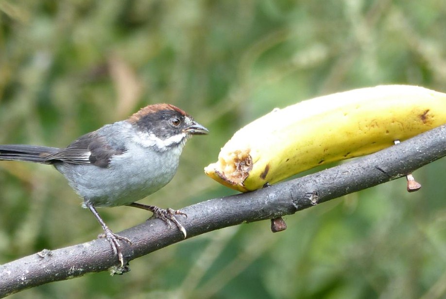 Buah yang bisa diberikan untuk burung pipit adalah pepaya atau pisang