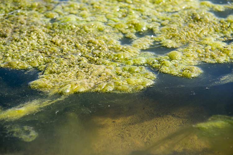 blooming algae disebabkan oleh berlebihnya kandungan nitrogen serta fosfor yang ada di air tambak