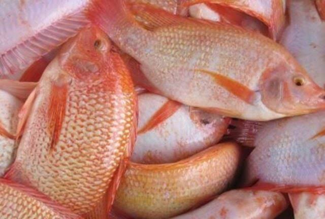 Mujair Nifi merupakan hasil persilangan dari ikan mujair jantan lokal dengan ikan mujair betina dari luar negeri