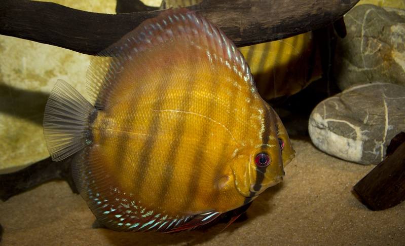 Brown Discus menjadi jenis ikan discus yang paling populer dan mudah dipelihara