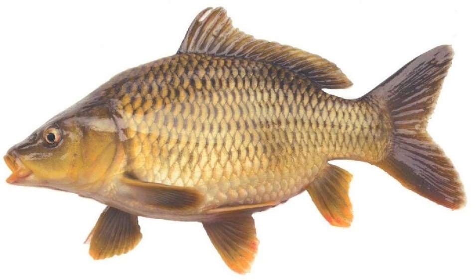 Ikan mas punten adalah jenis-jenis ikan mas yang populer