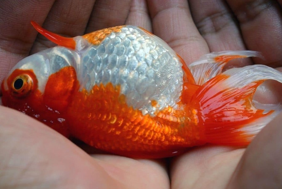 Tuberculosis Ikan juga bisa menjadi penyebab ikan koki mati