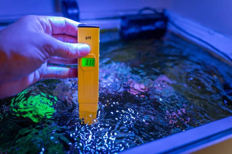 Ikan louhan bisa hidup dengan baik pada air yang memiliki pH sedang, yaitu sekitar 7,5-8,0