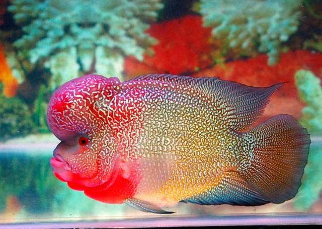 Ikan Louhan Cencu memiliki pola bintik pada seluruh bagian tubuhnya dan didominasi dengan warna merah muda