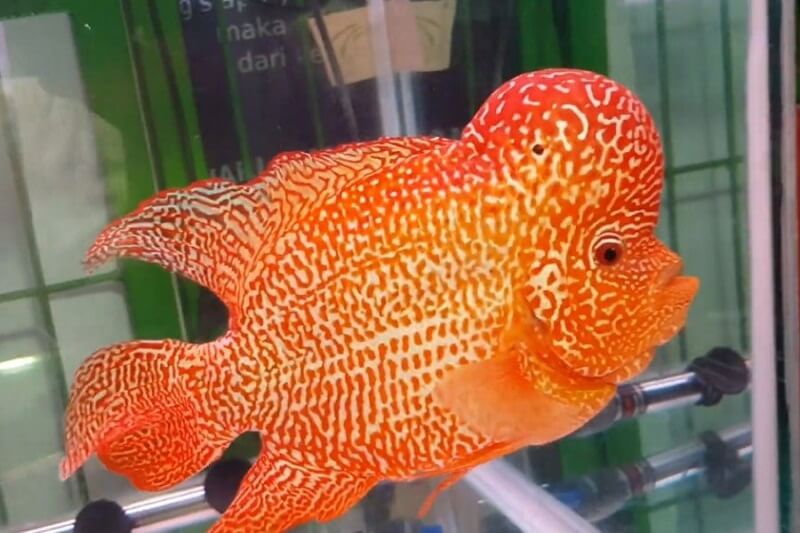 Ikan Louhan Golden Base memiliki dominasi warna emas yang cantik