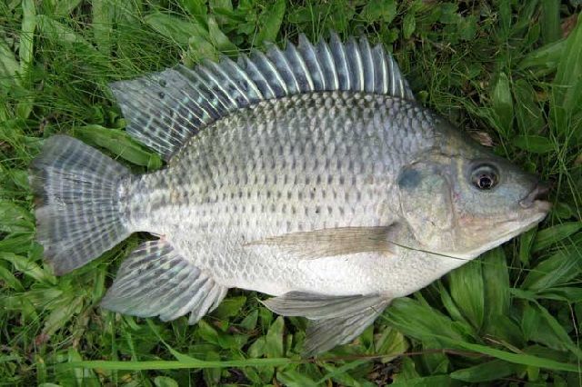 Ikan Mujair Gesit umumnya bisa dipanen dalam waktu yang cepat