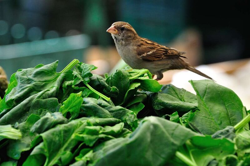 Selain buah burung pipit bisa juga diberikan makanan berupa sayuran