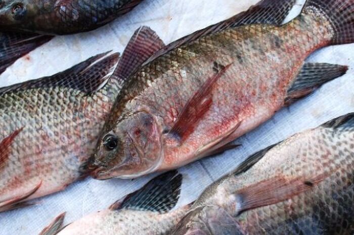 Ikan Mujair Get memiliki keunggulan berupa masa panen yang cepat