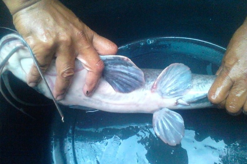 ikan lele jantan hanya mempunyai 1 lubang saja di bawah tubuh sebagai alat mengeluarkan kotorannya