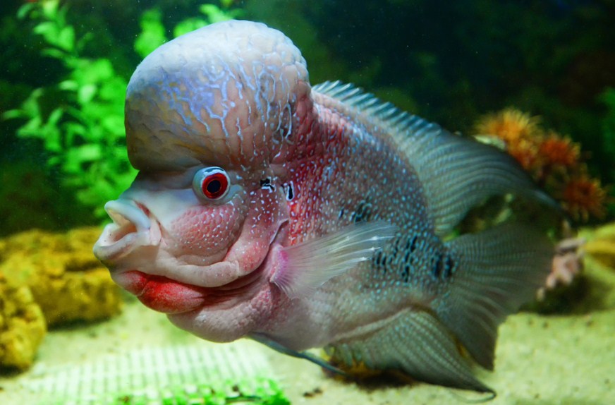 Ikan Louhan Bonsai tergolong langka sehingga harganya mahal