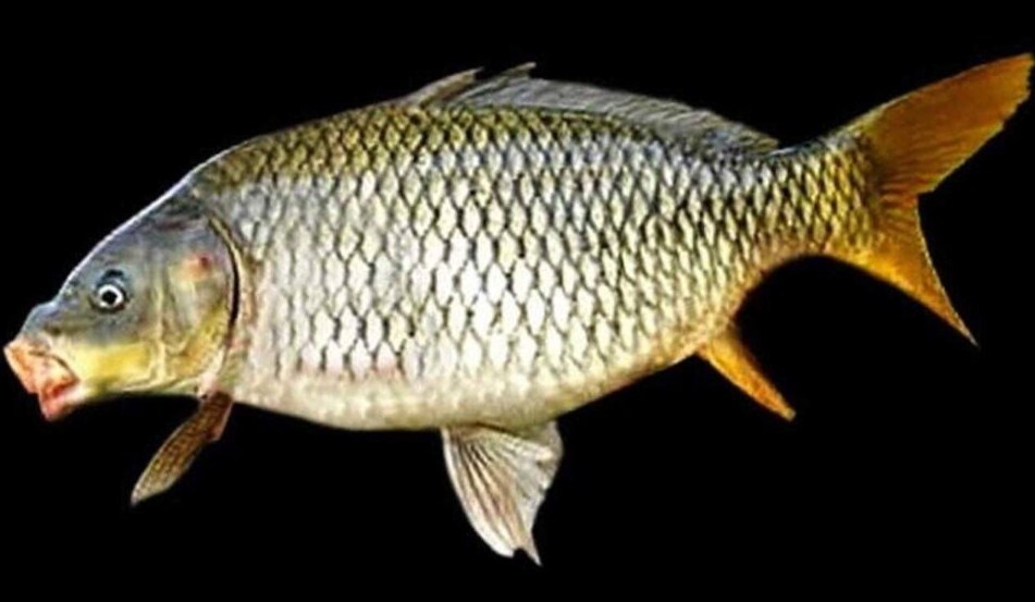 Ikan mas yamato adalah jenis-jenis ikan mas dari jepang
