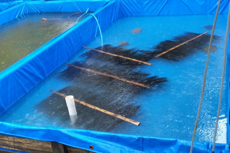 dasar kolam pemijahan diberi ijuk atau waring untuk tempat menampung serta melekatnya telur ikan