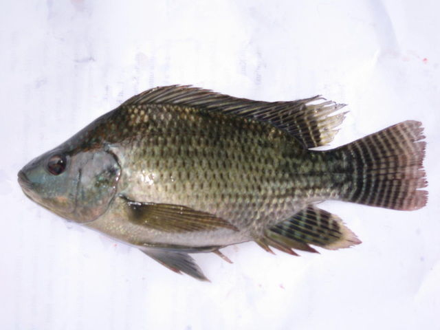 Ikan Mujair Get berasal dari Filipina