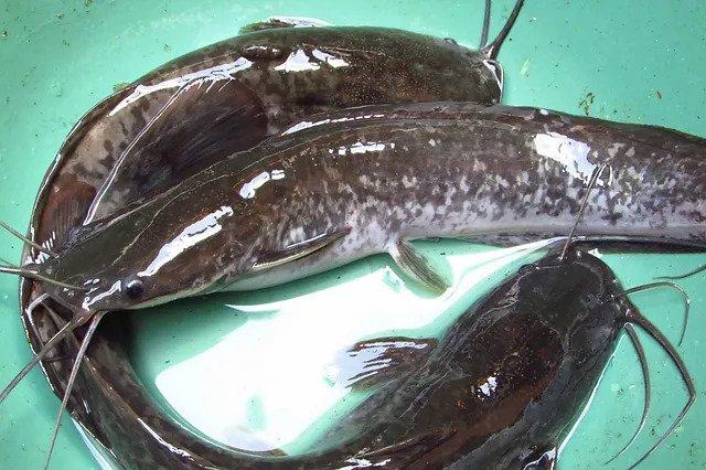 salah satu ciri dari ikan lele sangkuriang adalah tidak memiliki lendir dan sisik