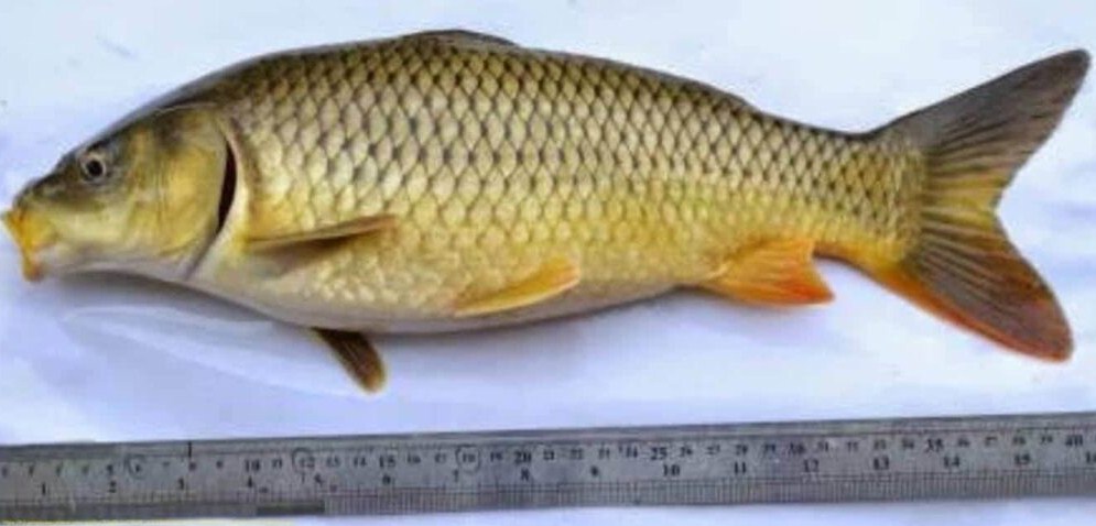 Ikan mas rajadanu adalah jenis-jenis ikan mas dari hasil dari perkembangan IPPTP Mataram