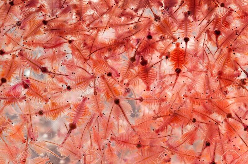Artemia bisa membuat warna ikan discus jadi lebih indah