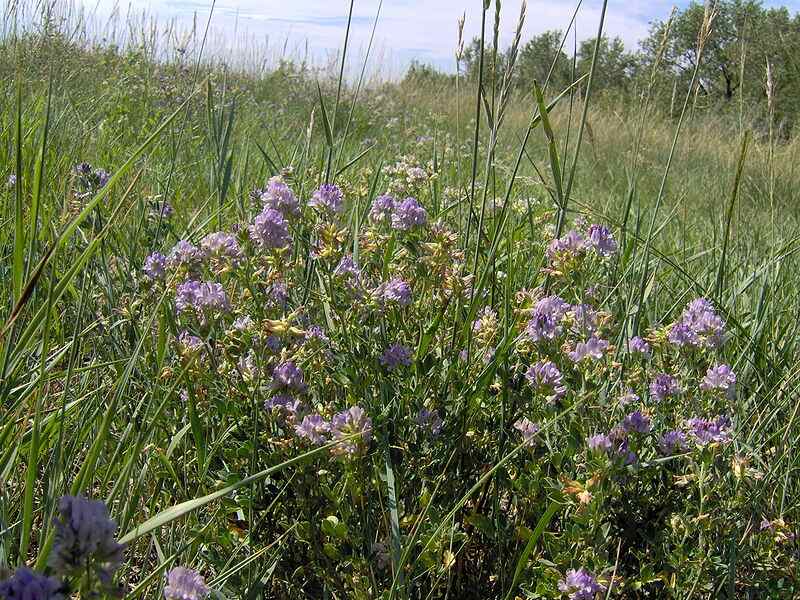 Rumput Alfalfa dikenal sebagai pakan kelinci yang terbaik