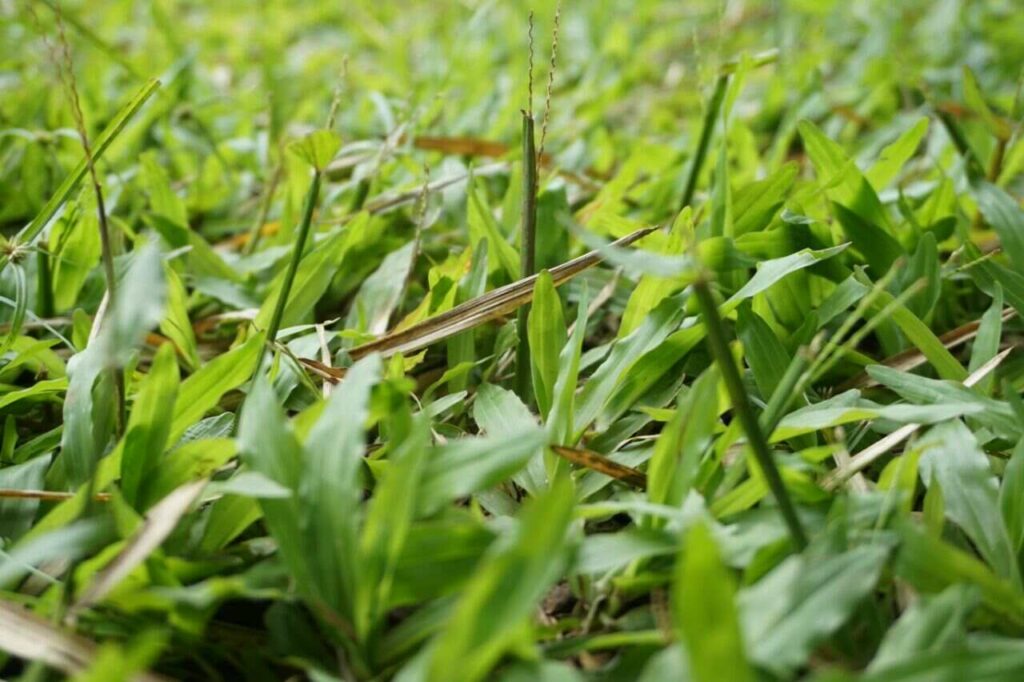 Rumput Gulma sering dianggap sebagai hama liar tapi justru baik sebagai pakan ternak