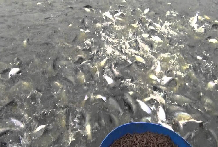 Perawatan Ikan Patin juga perlu dilakukan agar ikan senantiasa sehat dan mendapatkan panen berkualitas