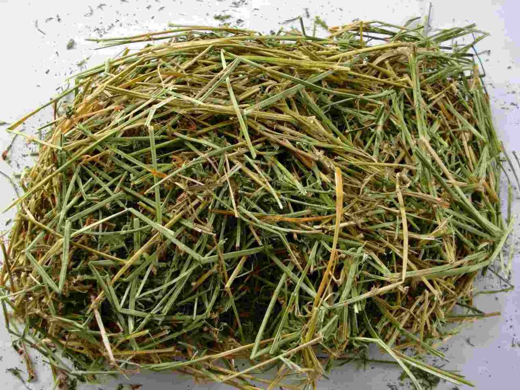 Rumput Hay adalah jenis rumput yang dikeringkan dan disukai oleh kelinci