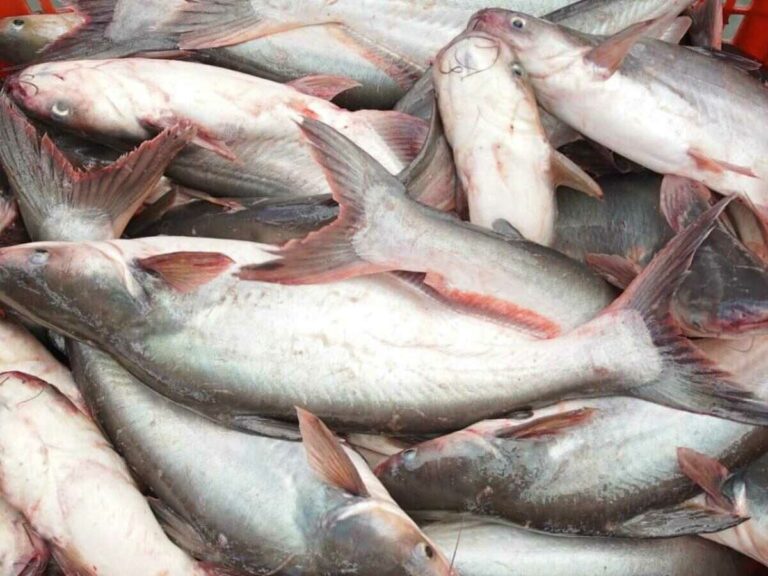 budidaya ikan patin banyak dilakukan di Indonesia dan punya nilai ekonomis tingggi