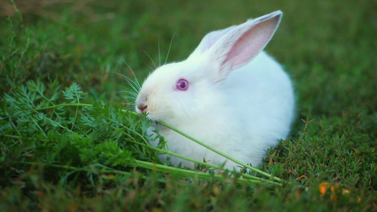 ada banyak sekali rumput untuk kelinci yang bisa diberikan