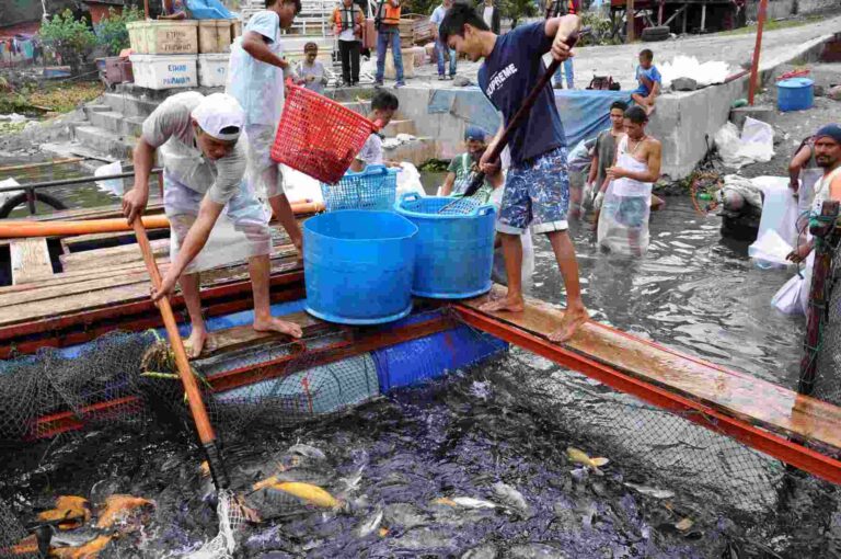 budidaya ikan konsumsi masih terbuka lebar di Indonesia