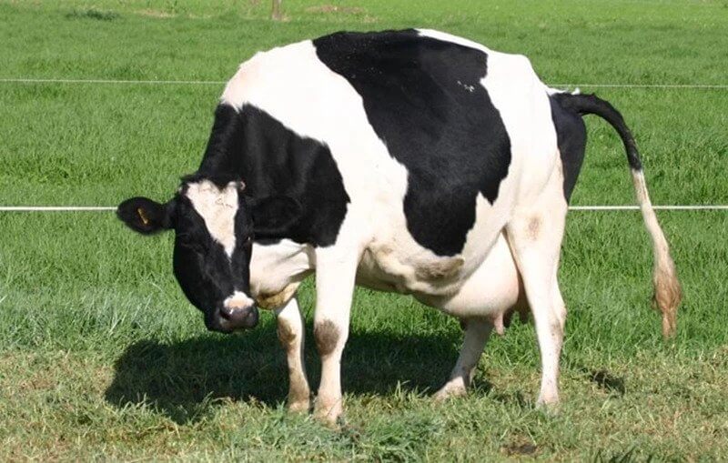 Dengan mengamati ambing sapi hamil secara rutin, bisa memberikanmu petunjuk untuk tahu kapan perkiraan kelahirannya