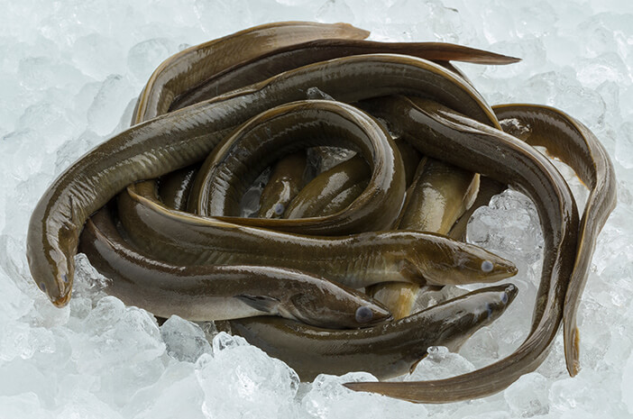 Ikan sidat adalah salah satu jenis ikan air tawar yang mirip dengan belut