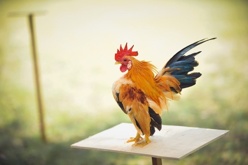 Serama Bantam merupakan salah satu jenis ayam yang bertubuh kecil