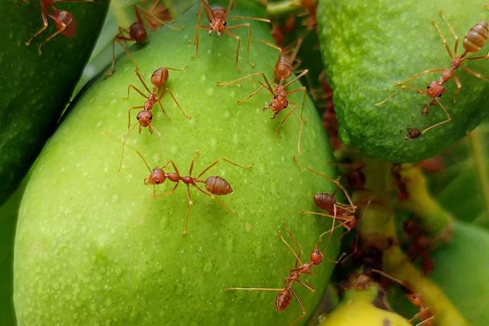 Semut rang rang selama ini bermanfaat sebagai biokontrol tanaman buah