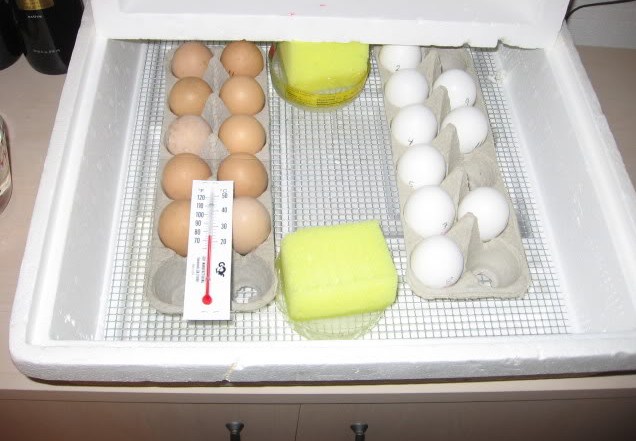 Penyebab telur ayam tidak menetas yang pertama adalah karena suhu dan kelembaban mesin penetas